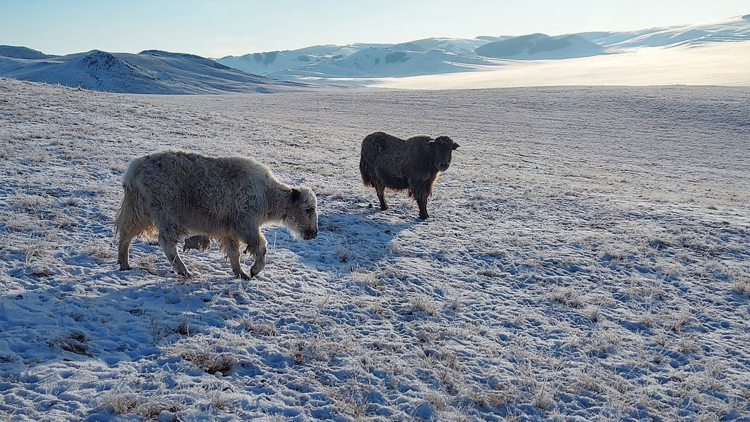 3 raisons d'adopter nos pulls en laine de yack cet hiver